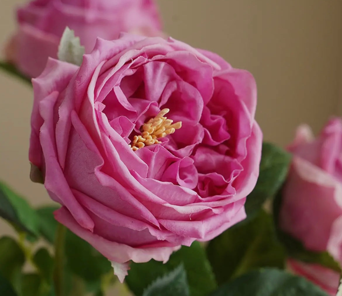 English Austin Cabbage Rose Stem